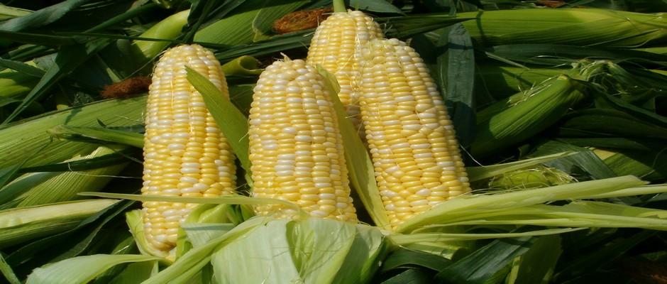 Thai Sweet Corn